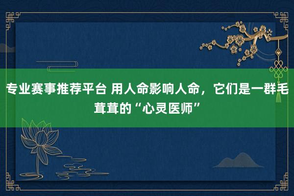 专业赛事推荐平台 用人命影响人命，它们是一群毛茸茸的“心灵医师”
