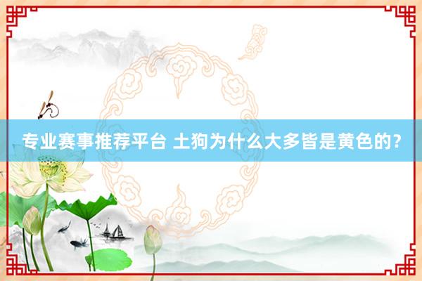 专业赛事推荐平台 土狗为什么大多皆是黄色的？